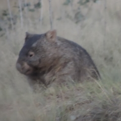Vombatus ursinus (Bare-nosed Wombat) at Tuggeranong DC, ACT - 3 Apr 2019 by MichaelBedingfield