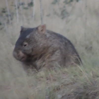 Vombatus ursinus (Common wombat, Bare-nosed Wombat) at Tuggeranong DC, ACT - 3 Apr 2019 by michaelb