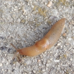 Deroceras laeve (Marsh Slug) at Conder, ACT - 21 Aug 2016 by michaelb