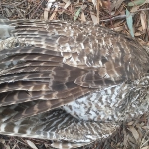 Ninox strenua at Hawker, ACT - suppressed