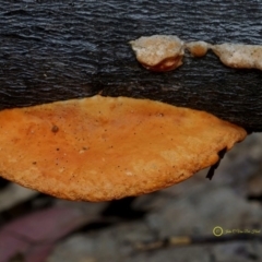 Trametes coccinea (Scarlet Bracket) at South Wolumla, NSW - 29 Jun 2019 by John C