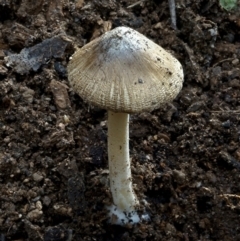 Inocybe sp. (Inocybe) at Goodenia Rainforest Walk - 29 Jun 2019 by John C