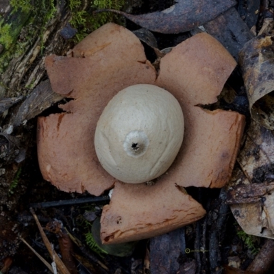 Geastrum sp. (Geastrum sp.) at South Wolumla, NSW - 29 Jun 2019 by John C