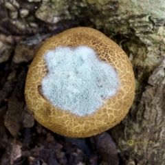 Penicillium sp. at Goodenia Rainforest Walk - 29 Jun 2019 by John C