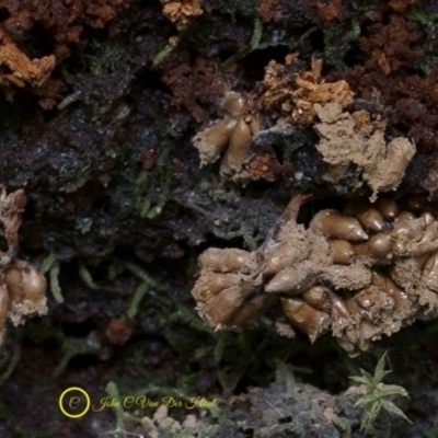 Tubifera sp. at Goodenia Rainforest Walk - 1 Jul 2019 by JohnC2