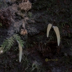 Mucronella pendula (Icicle) at Goodenia Rainforest Walk - 29 Jun 2019 by JohnC2