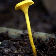 Hygrocybe chromolimonea (A wax cap) at South Wolumla, NSW - 29 Jun 2019 by JohnC2