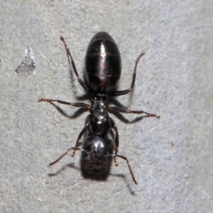 Colobopsis gasseri at Acton, ACT - 30 Jun 2019