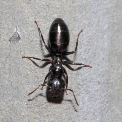 Colobopsis gasseri (An arboreal ant) at Acton, ACT - 30 Jun 2019 by TimL