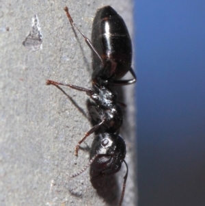 Colobopsis gasseri at Acton, ACT - 30 Jun 2019