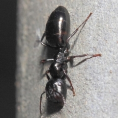 Colobopsis gasseri at Acton, ACT - 30 Jun 2019