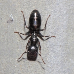 Colobopsis gasseri at Acton, ACT - 30 Jun 2019