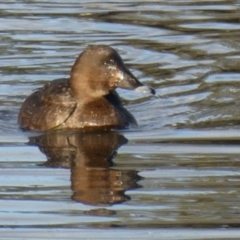 Aythya australis (Hardhead) at Ngunnawal, ACT - 29 Jun 2019 by GeoffRobertson