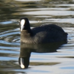 Fulica atra (Eurasian Coot) at Ngunnawal, ACT - 29 Jun 2019 by GeoffRobertson