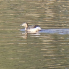 Tachybaptus novaehollandiae (Australasian Grebe) at Ngunnawal, ACT - 28 Jun 2019 by GeoffRobertson