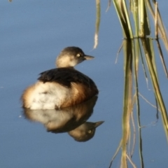 Tachybaptus novaehollandiae at Ngunnawal, ACT - 29 Jun 2019 12:00 AM