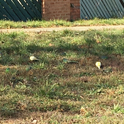 Psephotus haematonotus (Red-rumped Parrot) at Ngunnawal, ACT - 30 Jun 2019 by GeoffRobertson