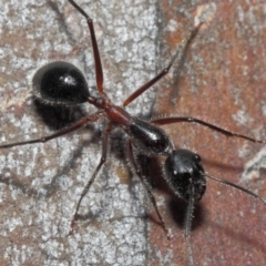 Camponotus intrepidus (Flumed Sugar Ant) at Acton, ACT - 30 Jun 2019 by TimL