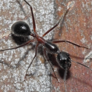 Camponotus intrepidus at Acton, ACT - 30 Jun 2019 12:48 PM