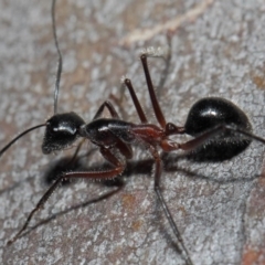 Camponotus intrepidus at Acton, ACT - 30 Jun 2019