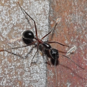 Camponotus intrepidus at Acton, ACT - 30 Jun 2019 12:48 PM