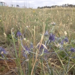 Eryngium ovinum (Blue Devil) at Budjan Galindji (Franklin Grassland) Reserve - 15 Dec 2018 by GeoffRobertson