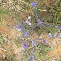 Eryngium ovinum at Harrison, ACT - 16 Dec 2018