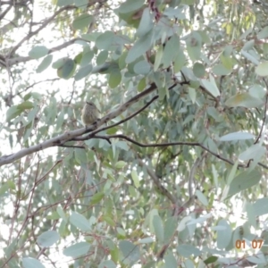 Acanthiza lineata at Red Hill, ACT - 1 Jul 2019