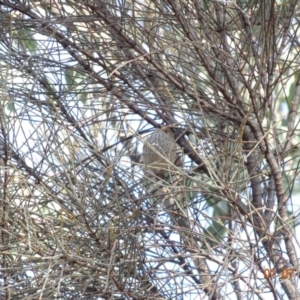 Acanthiza lineata at Red Hill, ACT - 1 Jul 2019