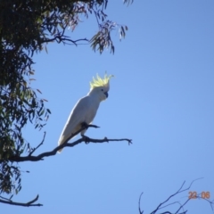 Cacatua galerita (Sulphur-crested Cockatoo) at Deakin, ACT - 22 Jun 2019 by TomT