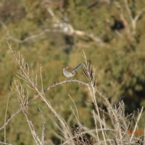 Malurus cyaneus at Garran, ACT - 27 Jun 2019