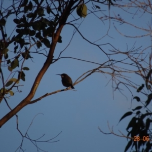 Acanthorhynchus tenuirostris at Red Hill, ACT - 28 Jun 2019 05:35 PM