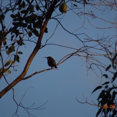 Acanthorhynchus tenuirostris (Eastern Spinebill) at Red Hill, ACT - 28 Jun 2019 by TomT