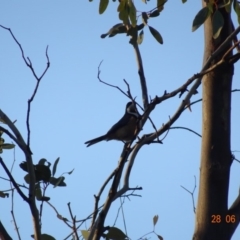 Acanthorhynchus tenuirostris at Red Hill, ACT - 28 Jun 2019 05:35 PM