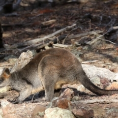 Wallabia bicolor at Majura, ACT - 1 Jul 2019 03:45 PM