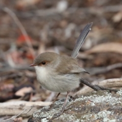 Malurus cyaneus (Superb Fairywren) at Hackett, ACT - 1 Jul 2019 by jb2602