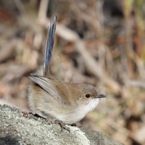 Malurus cyaneus at Hackett, ACT - 1 Jul 2019