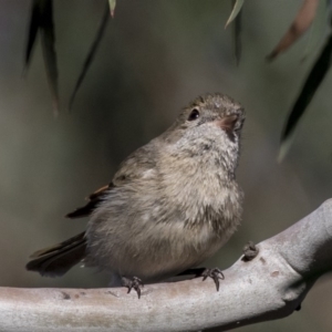 Pachycephala pectoralis at Dunlop, ACT - 1 Jul 2019