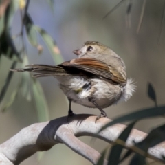 Pachycephala pectoralis at Dunlop, ACT - 1 Jul 2019