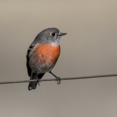 Petroica boodang (Scarlet Robin) at Hall, ACT - 1 Jul 2019 by Alison Milton
