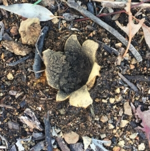 Scleroderma sp. at Hughes, ACT - 1 Jul 2019 11:00 PM