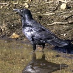 Corvus coronoides (Australian Raven) at Majura, ACT - 2 Sep 2018 by jb2602