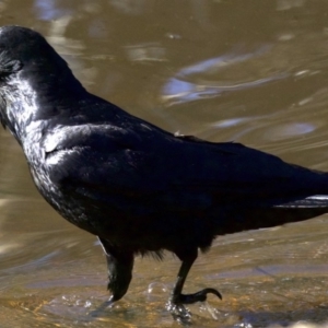 Corvus coronoides at Majura, ACT - 2 Sep 2018