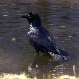 Corvus coronoides at Majura, ACT - 2 Sep 2018