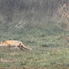 Vulpes vulpes (Red Fox) at Fyshwick, ACT - 28 Jun 2019 by jb2602