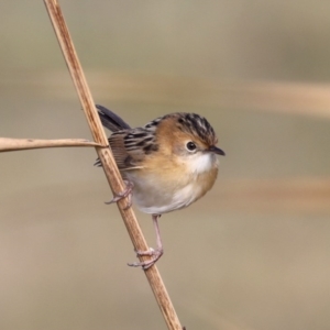 Cisticola exilis at Fyshwick, ACT - 28 Jun 2019 10:15 AM