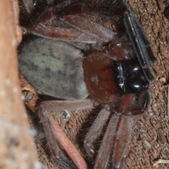 Delena cancerides (Social huntsman spider) at Jerrabomberra Wetlands - 21 Jun 2019 by Harrisi