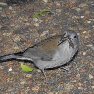 Colluricincla harmonica (Grey Shrikethrush) at Acton, ACT - 26 Jun 2019 by TimL