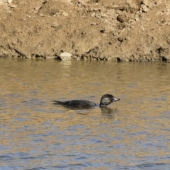 Biziura lobata (Musk Duck) at Michelago, NSW - 22 Jun 2019 by Illilanga