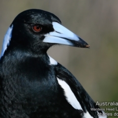 Gymnorhina tibicen (Australian Magpie) at Coomee Nulunga Cultural Walking Track - 27 Jun 2019 by Charles Dove
